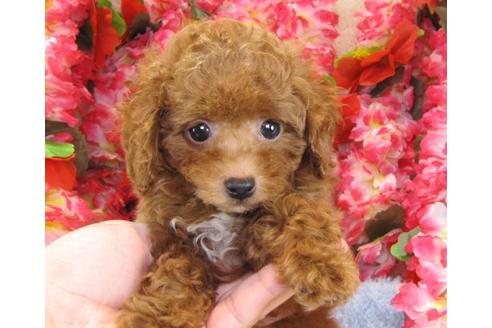 成約済の茨城県のトイプードル-23311の3枚目