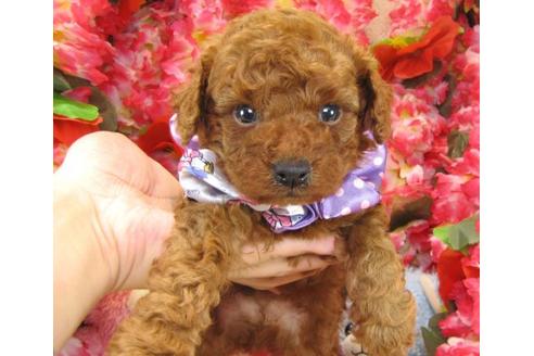 成約済の茨城県のトイプードル-23312の1枚目
