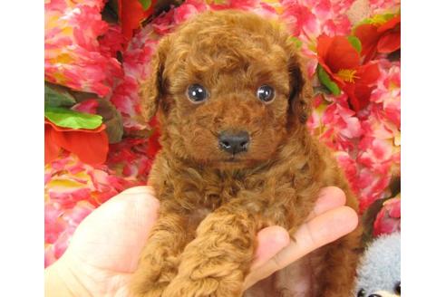 成約済の茨城県のトイプードル-23312の2枚目