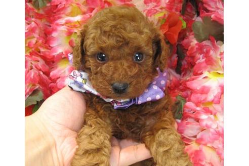 成約済の茨城県のトイプードル-23312の3枚目