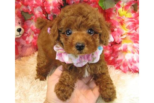 成約済の茨城県のトイプードル-23313の2枚目