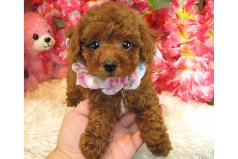 成約済の茨城県のトイプードル-23313の3枚目