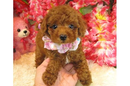 成約済の茨城県のトイプードル-23313の1枚目