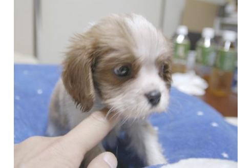 成約済の埼玉県のキャバリアキングチャールズスパニエル-22432の2枚目