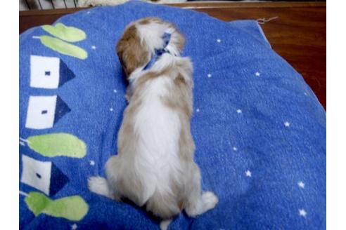 成約済の埼玉県のキャバリアキングチャールズスパニエル-22432の3枚目