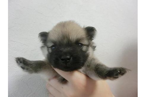 成約済の福岡県のポメラニアン-22640の1枚目