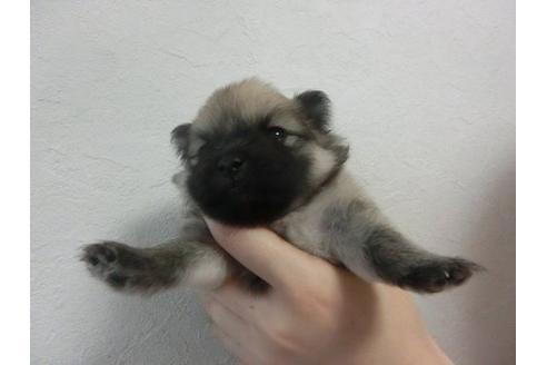 成約済の福岡県のポメラニアン-22640の2枚目