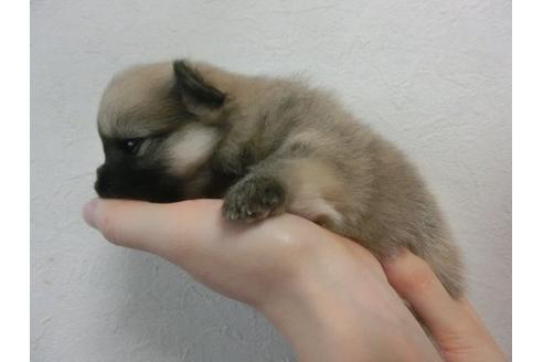 成約済の福岡県のポメラニアン-22640の3枚目