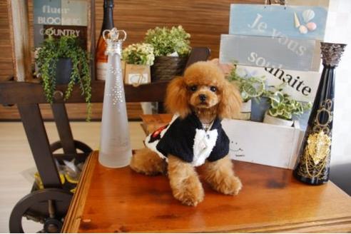 成約済の埼玉県のトイプードル-23344の1枚目