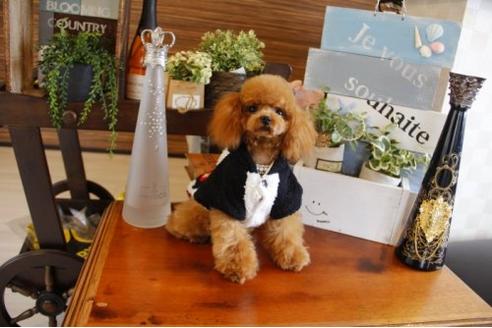 成約済の埼玉県のトイプードル-23344の3枚目