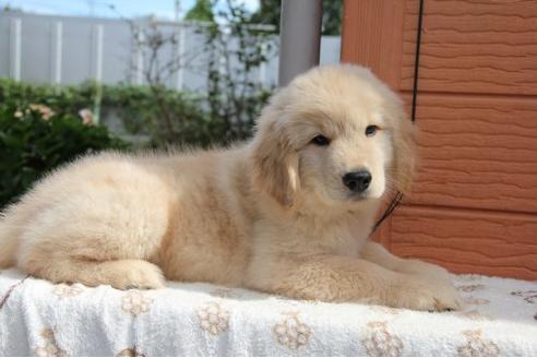 成約済の茨城県のゴールデンレトリーバー-22010の2枚目