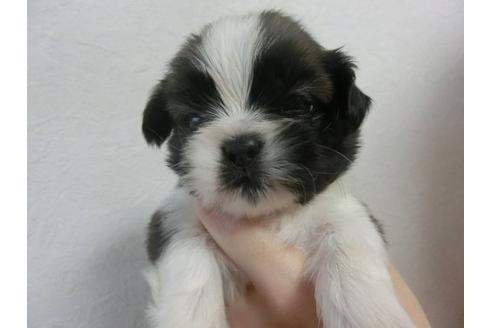 成約済の福岡県のシーズー-22608の1枚目