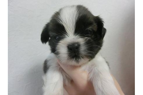 成約済の福岡県のシーズー-22608の2枚目