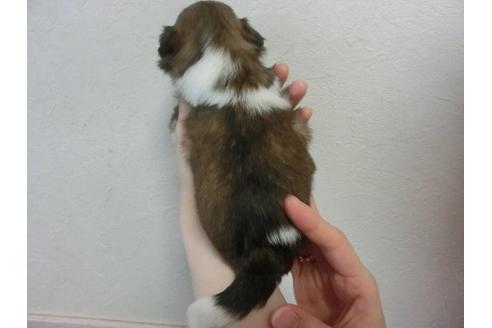 成約済の福岡県のシーズー-22608の3枚目