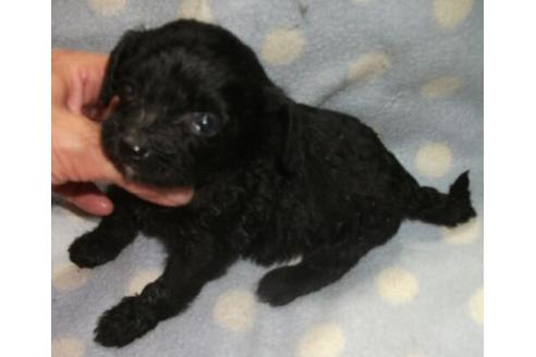 成約済の岐阜県のミックス犬-23387の1枚目