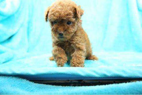 成約済の兵庫県のトイプードル-23411の2枚目
