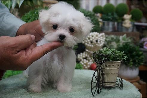 成約済の京都府のマルチーズ-23423の2枚目