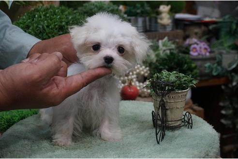 成約済の京都府のマルチーズ-23423の1枚目
