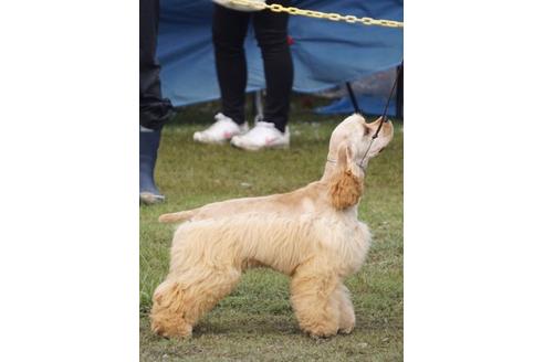 成約済の三重県のアメリカンコッカースパニエル-15484の2枚目