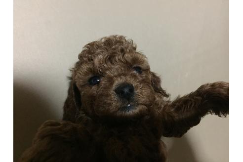 成約済の福岡県のトイプードル-22759の4枚目