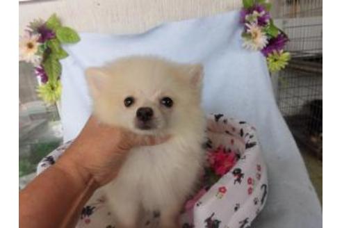 成約済の鹿児島県のポメラニアン-23463の1枚目