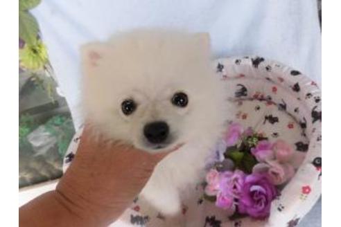 成約済の鹿児島県のポメラニアン-23464の1枚目