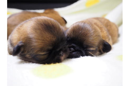 成約済の愛知県のペキニーズ-23501の1枚目