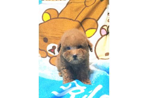 成約済の兵庫県のトイプードル-23505の3枚目