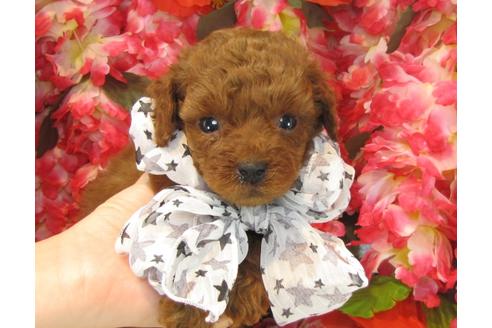 成約済の茨城県のトイプードル-23536の1枚目