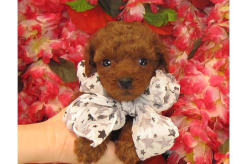 成約済の茨城県のトイプードル-23536の2枚目