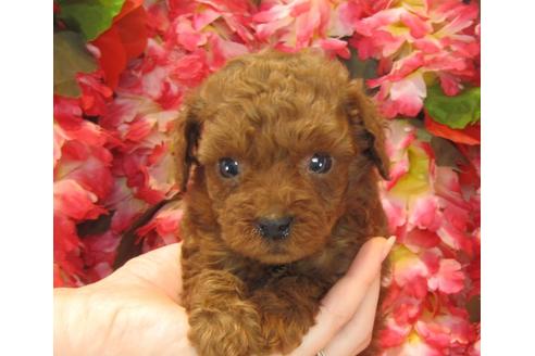 成約済の茨城県のトイプードル-23536の3枚目