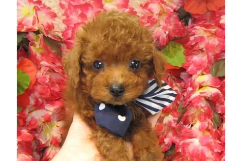 成約済の茨城県のトイプードル-23537の1枚目