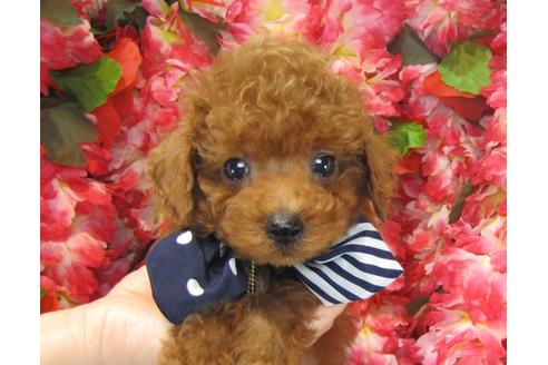成約済の茨城県のトイプードル-23537の2枚目