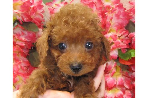 成約済の茨城県のトイプードル-23537の3枚目