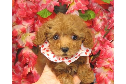 成約済の茨城県のトイプードル-23538の3枚目