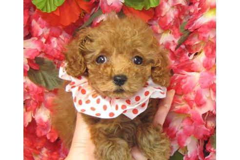 成約済の茨城県のトイプードル-23538の1枚目