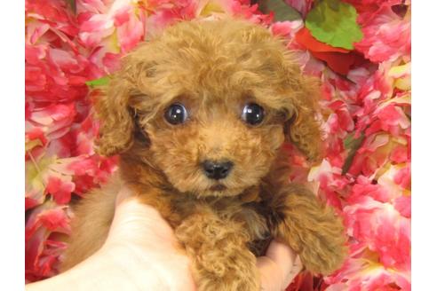 成約済の茨城県のトイプードル-23538の2枚目