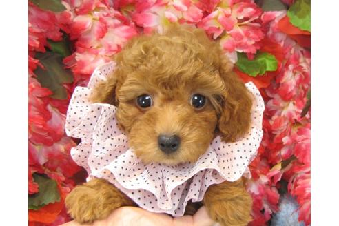 成約済の茨城県のトイプードル-23539の3枚目