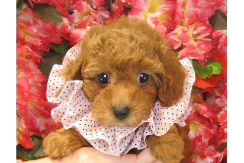 成約済の茨城県のトイプードル-23539の1枚目