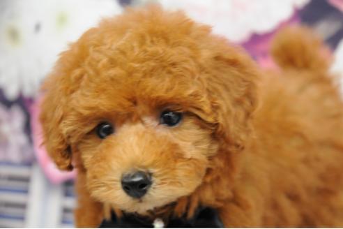 成約済の愛知県のトイプードル-23540の1枚目