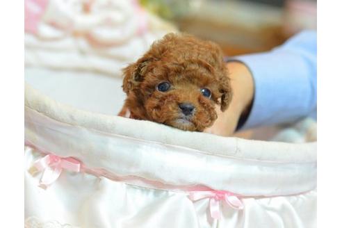 成約済の埼玉県のトイプードル-22301の2枚目