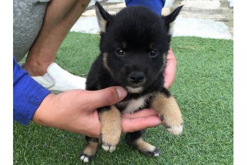 成約済の長崎県の柴犬-20499の2枚目