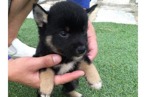 成約済の長崎県の柴犬-20499の3枚目