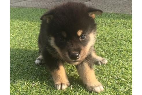 成約済の長崎県の柴犬-22149の1枚目