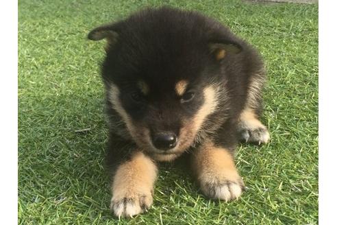 成約済の長崎県の柴犬-22149の2枚目