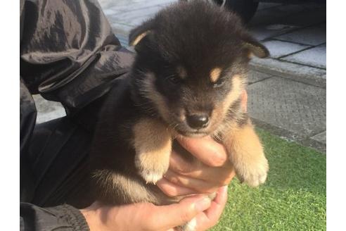 成約済の長崎県の柴犬-22149の3枚目