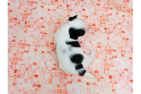 成約済の千葉県のパピヨン-23568の4枚目