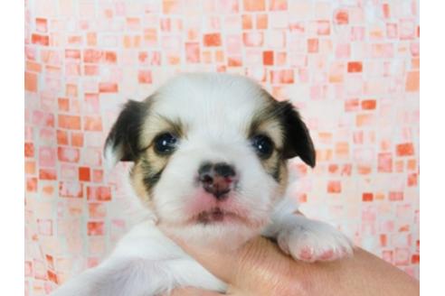 成約済の千葉県のパピヨン-23569の3枚目