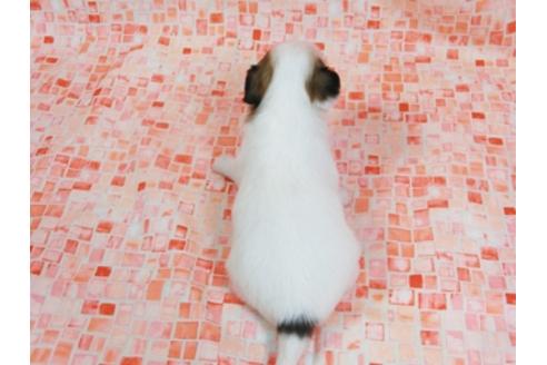 成約済の千葉県のパピヨン-23569の4枚目
