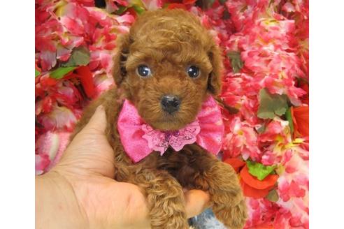 成約済の茨城県のトイプードル-23575の1枚目